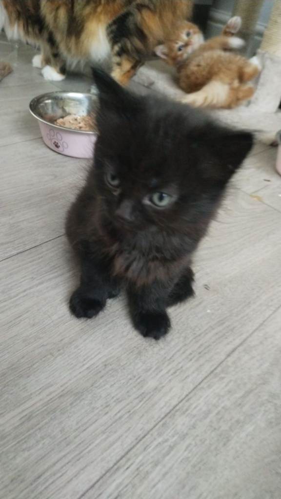 Beautiful kittens