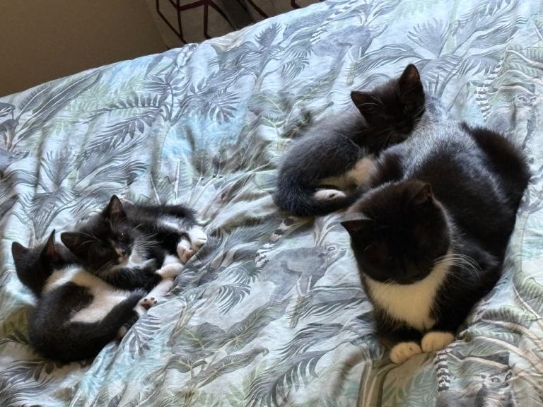 3 kittens 