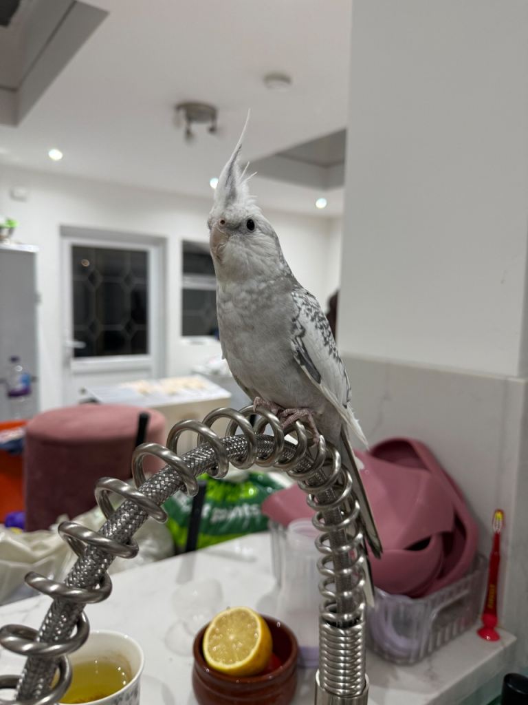Super tame cockatiel 
