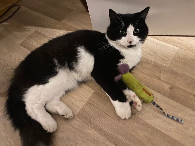 Can you adopt Shuri? 