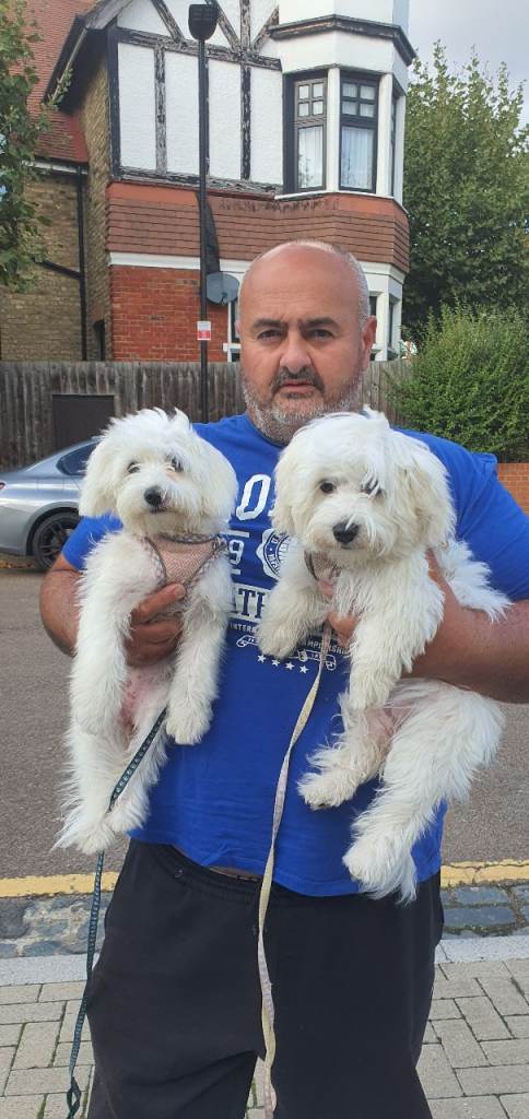 Pure breed maltese dog