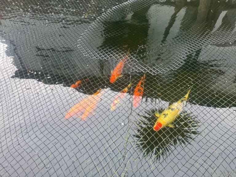 Koi carp fish for sale 