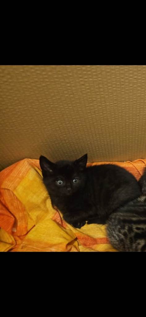 Kitten for sale 