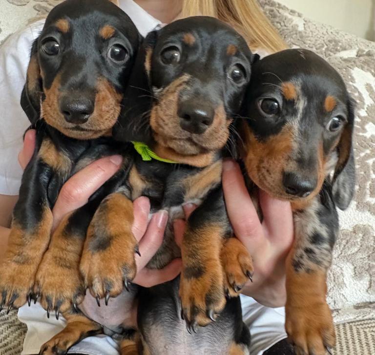 Minature Short Haired Dachshunds