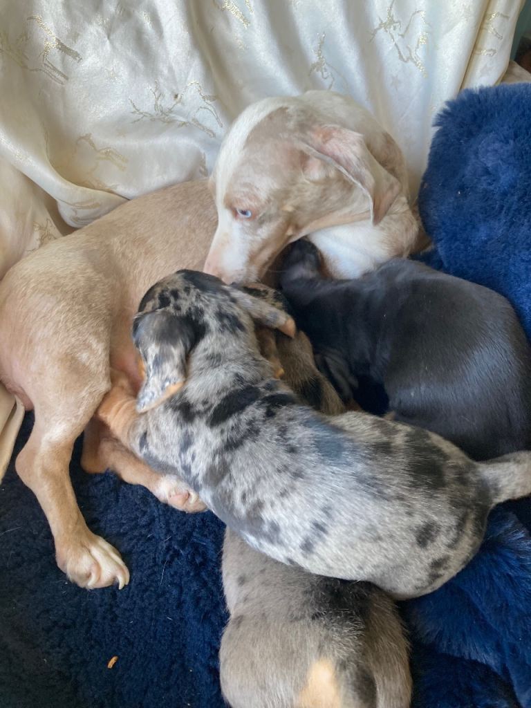 Basset cross dashound pups 