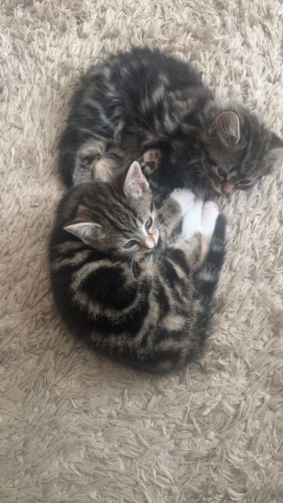 2 female kittens 