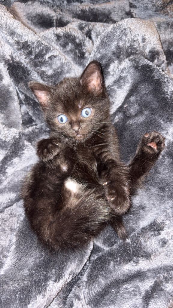 Kittens 