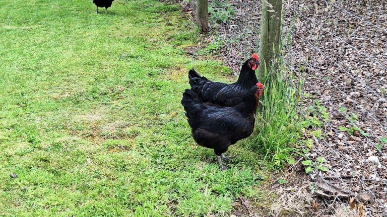Two Fantastic Friendly Chickens for sale £7 each