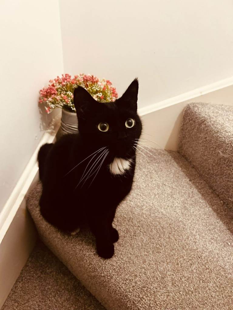 Indoor black cat 4 years old needing a home