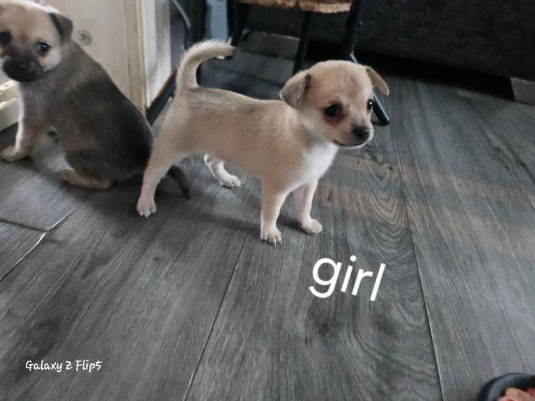 Miniature Pinscher Mix Puppies – Coming Soon! 🐶❤️