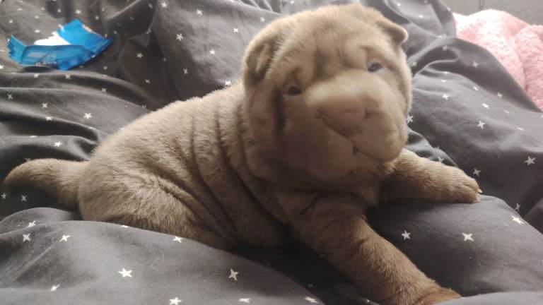 Female Sharpei puppies brown bear coat