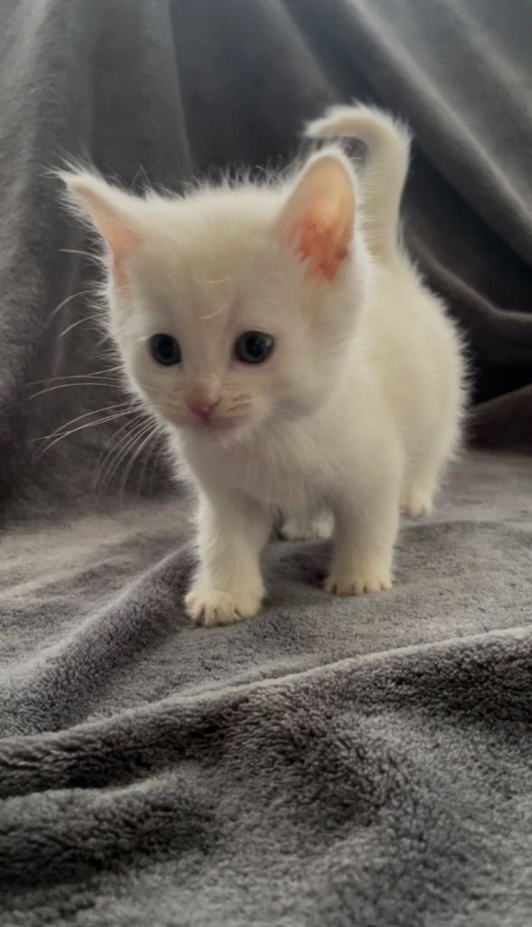 White and tuxedo kittens ready to leave now 