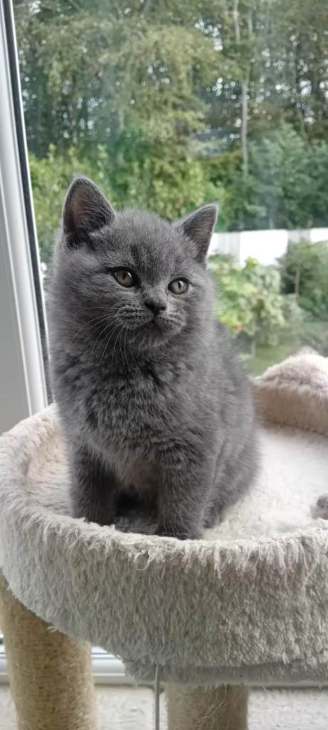 British Blue Shorthair