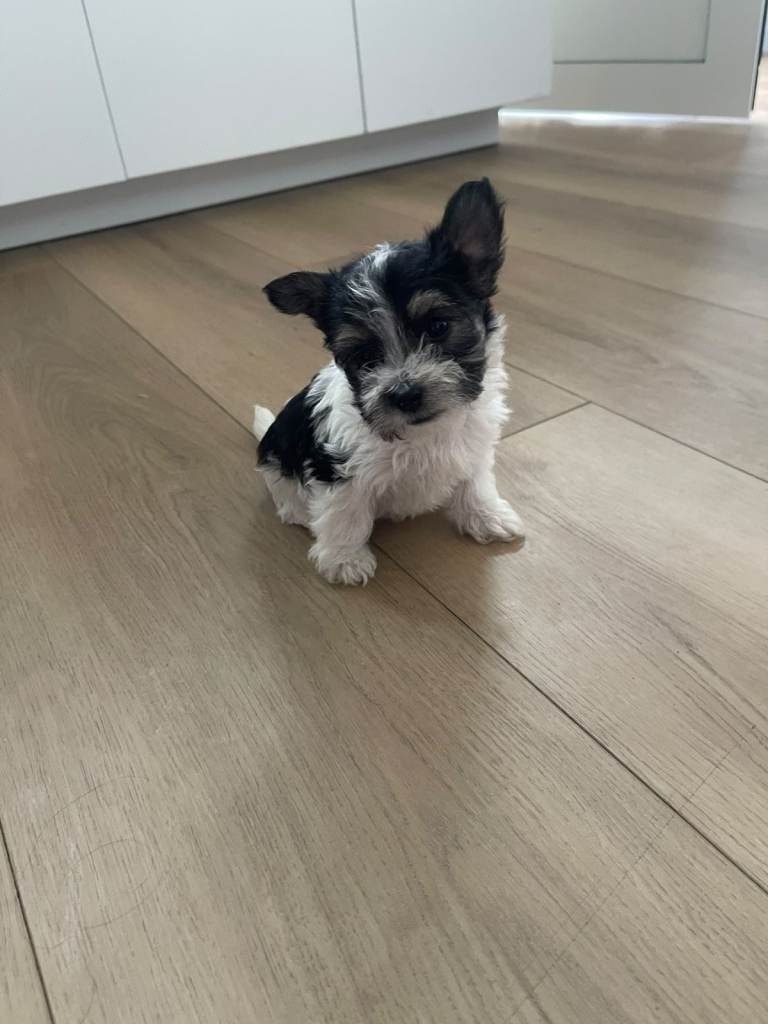 Terrier puppies 