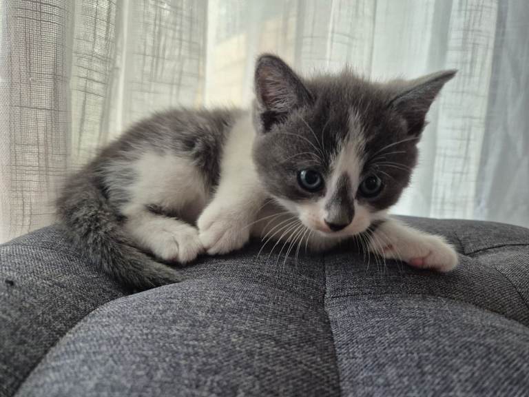 Grey black and white kittens 