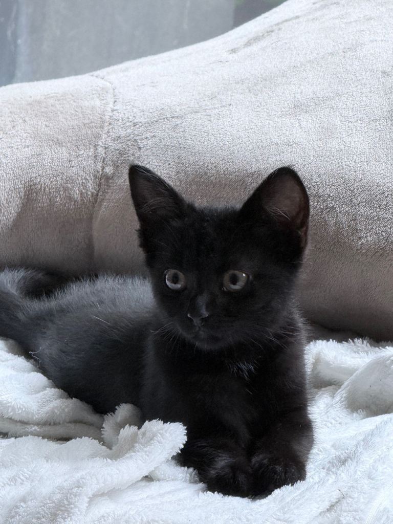 Little Kitten / Cat 