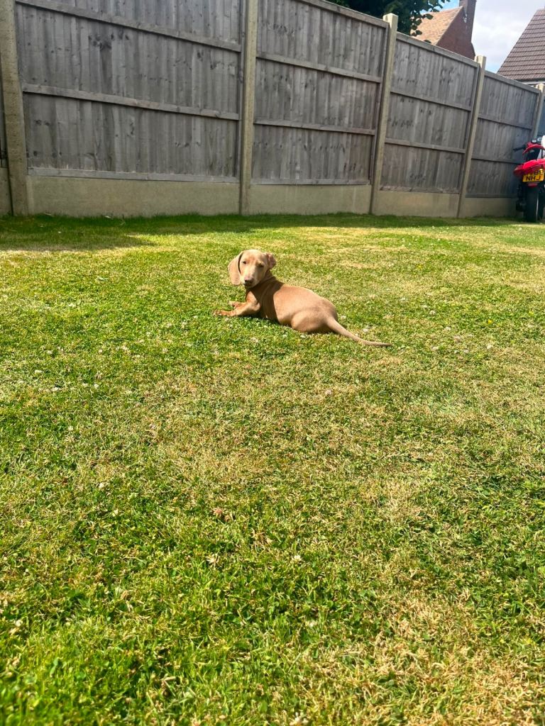 Miniature dachshund puppy 