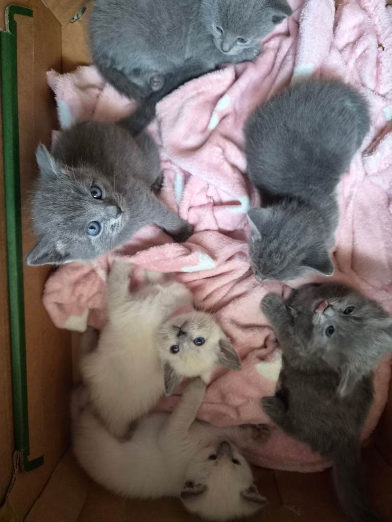 Ragdoll cross kittens