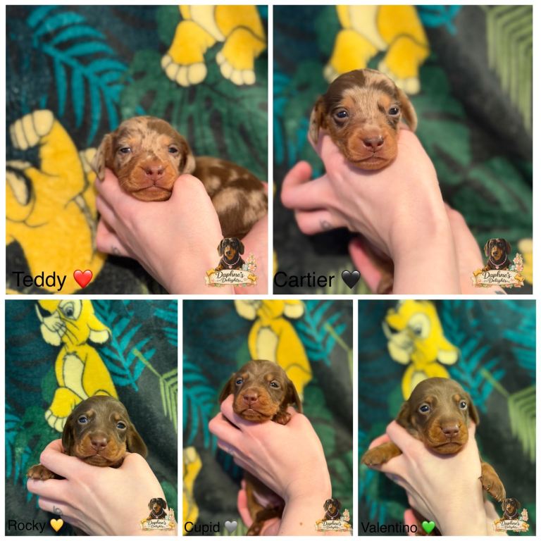 Miniature dachshund puppy’s 