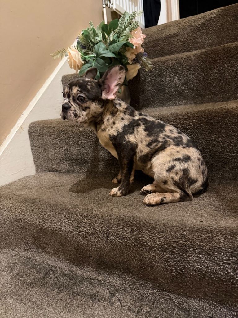 French bulldog for sale