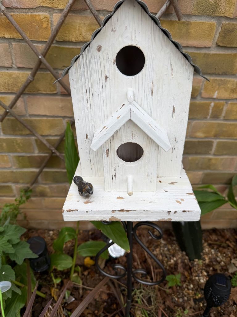 Garden stuff week old 20 each 