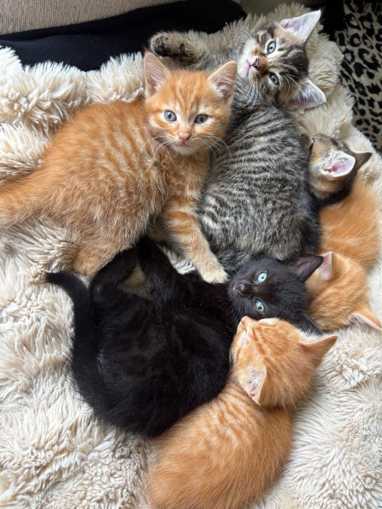 Beautiful Kittens for Sale - Ready for Their Forever Homes