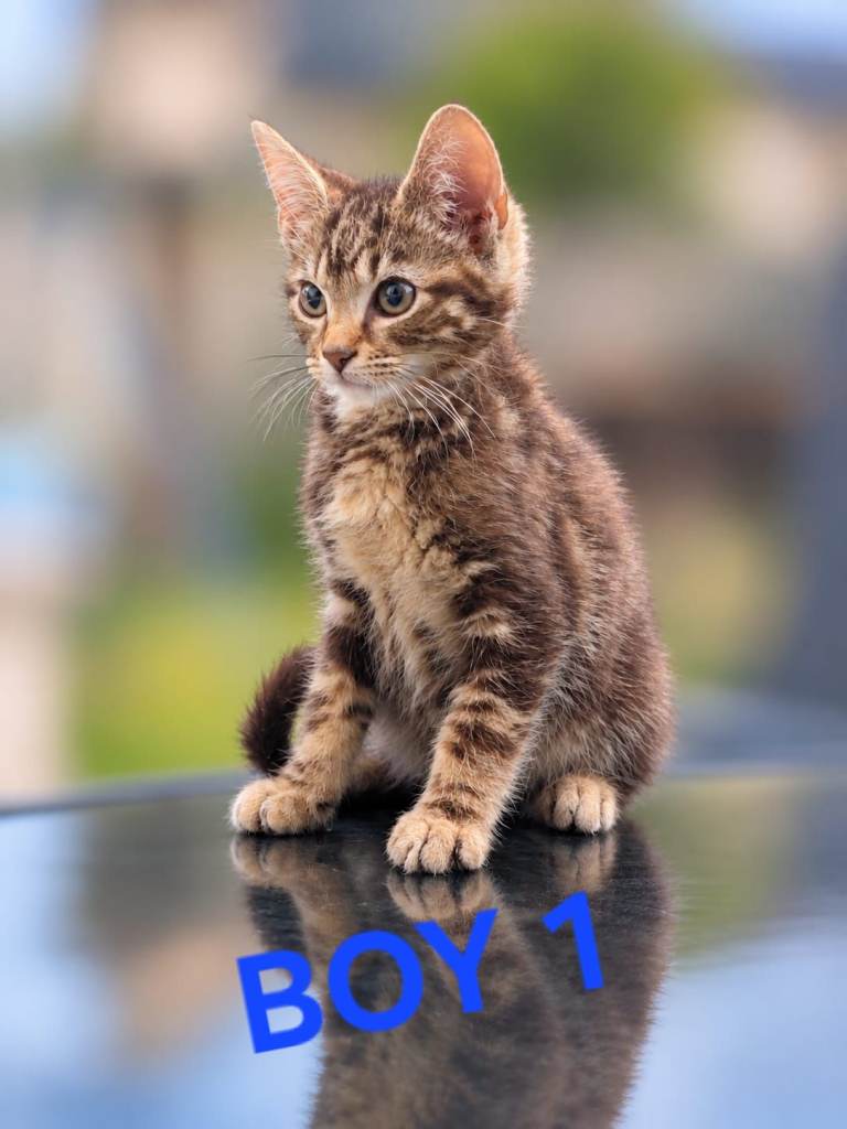Kittens 
