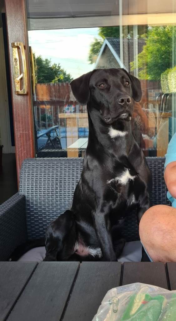 Black Labrador 