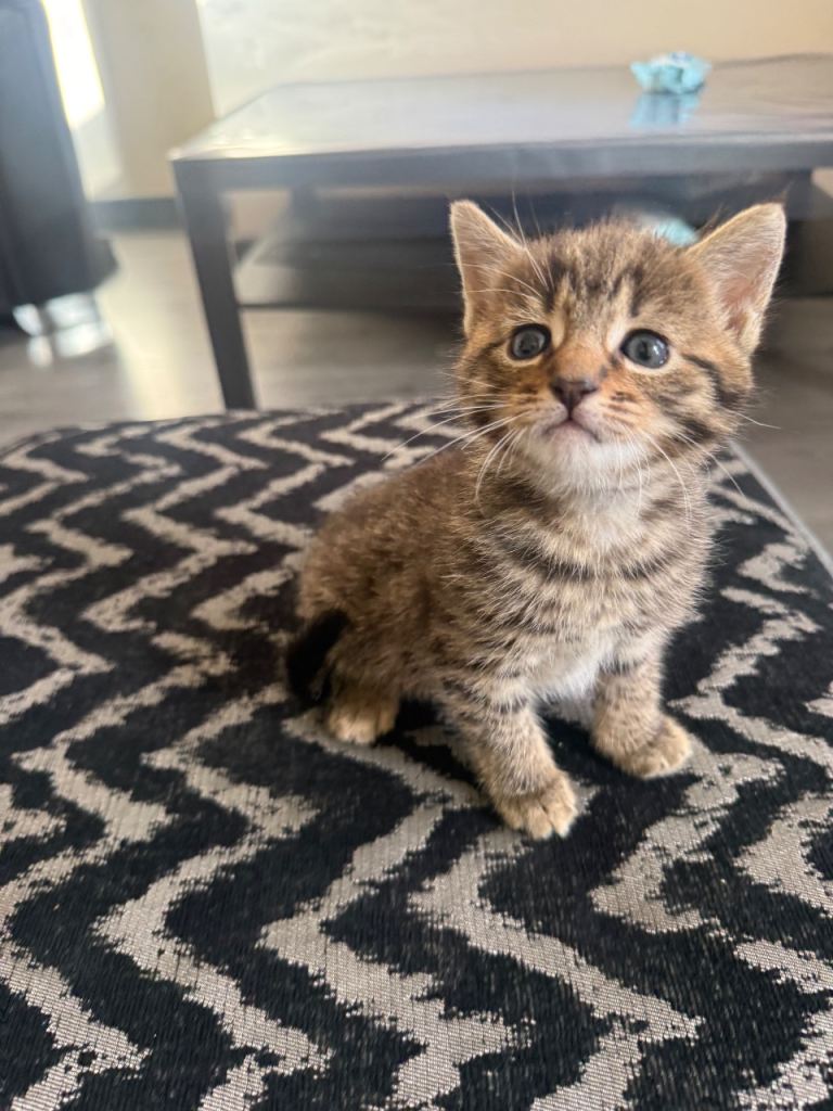 Gorgeous Kittens