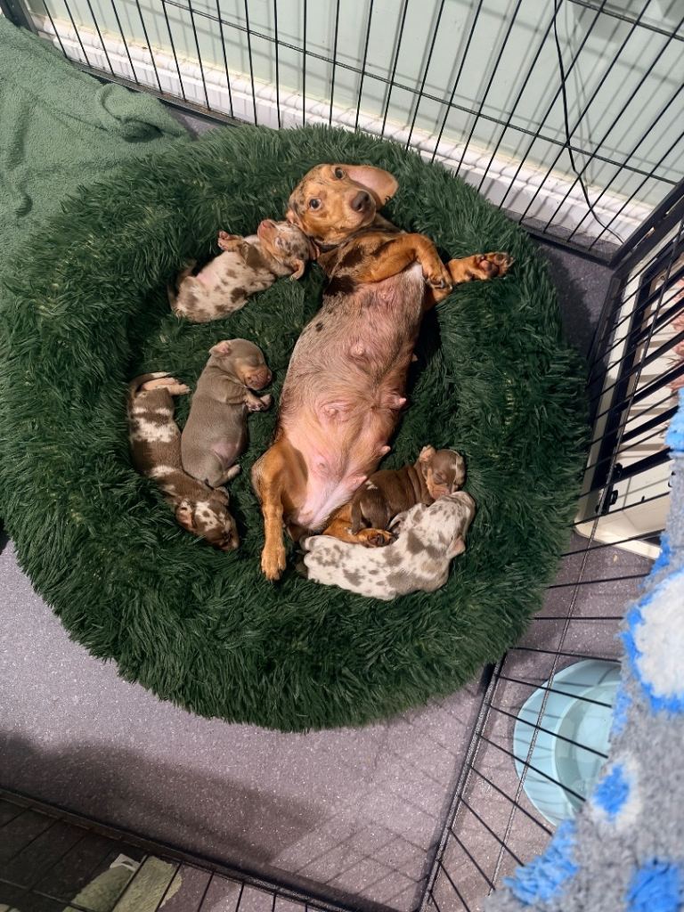🤍🤎Miniture dachshunds last available girl🌸🩶🤍
