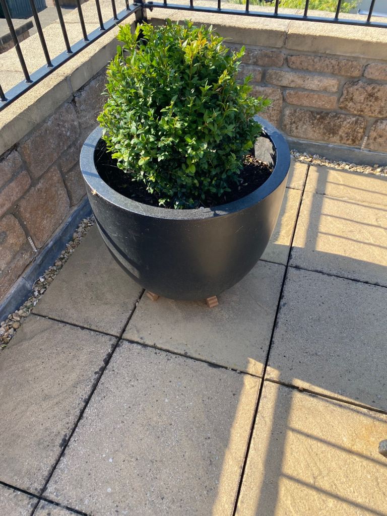 image for Two potted plants Hebe