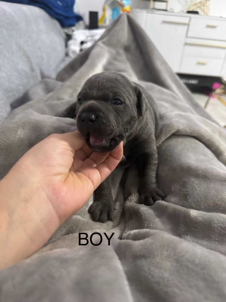 Staffordshire bull terrier puppies 