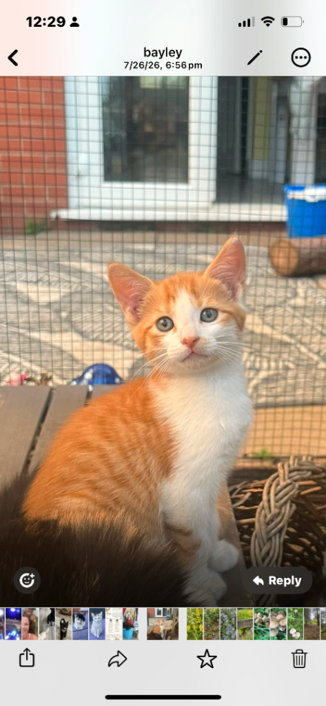 Kittens