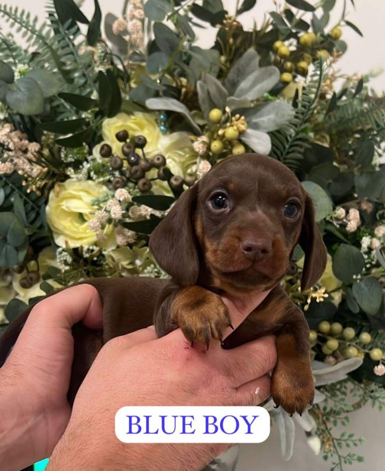 Stunning Miniature dachshund 