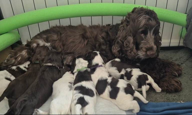 Cocker spaniel puppies 