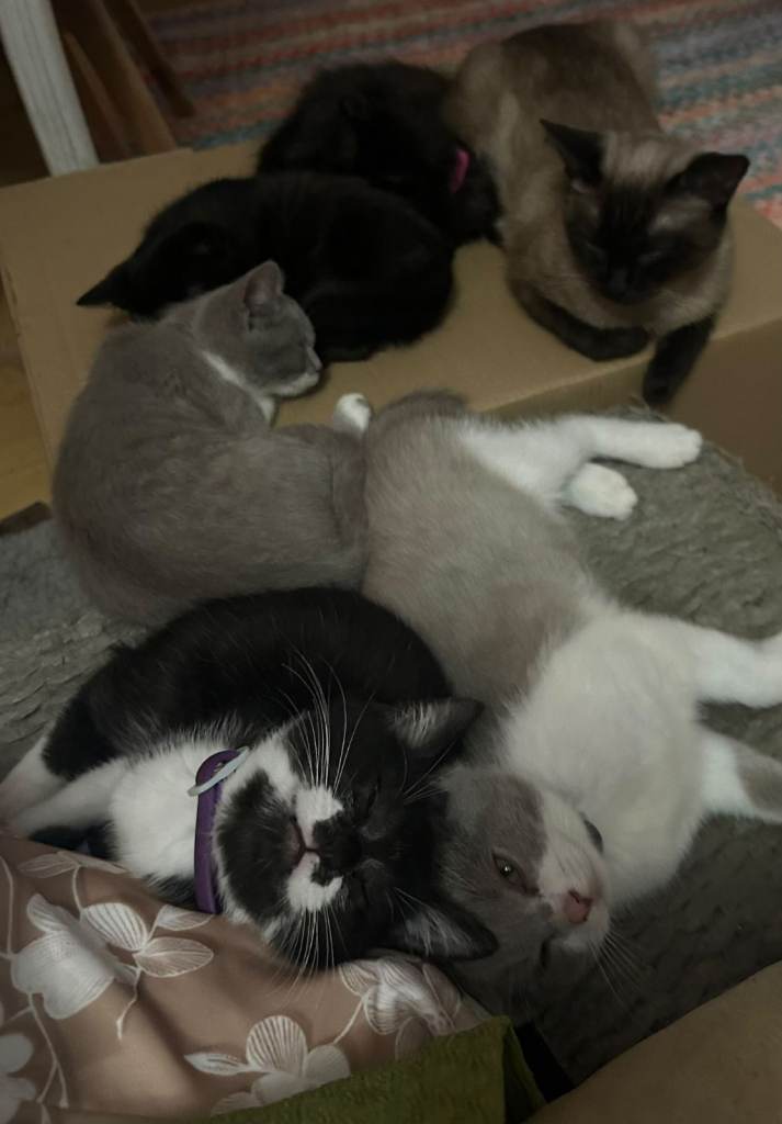 Adorable kittens are available 