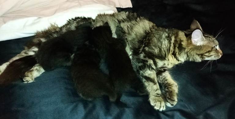 2 Maincoon cross kittens 1 female and 1 male 