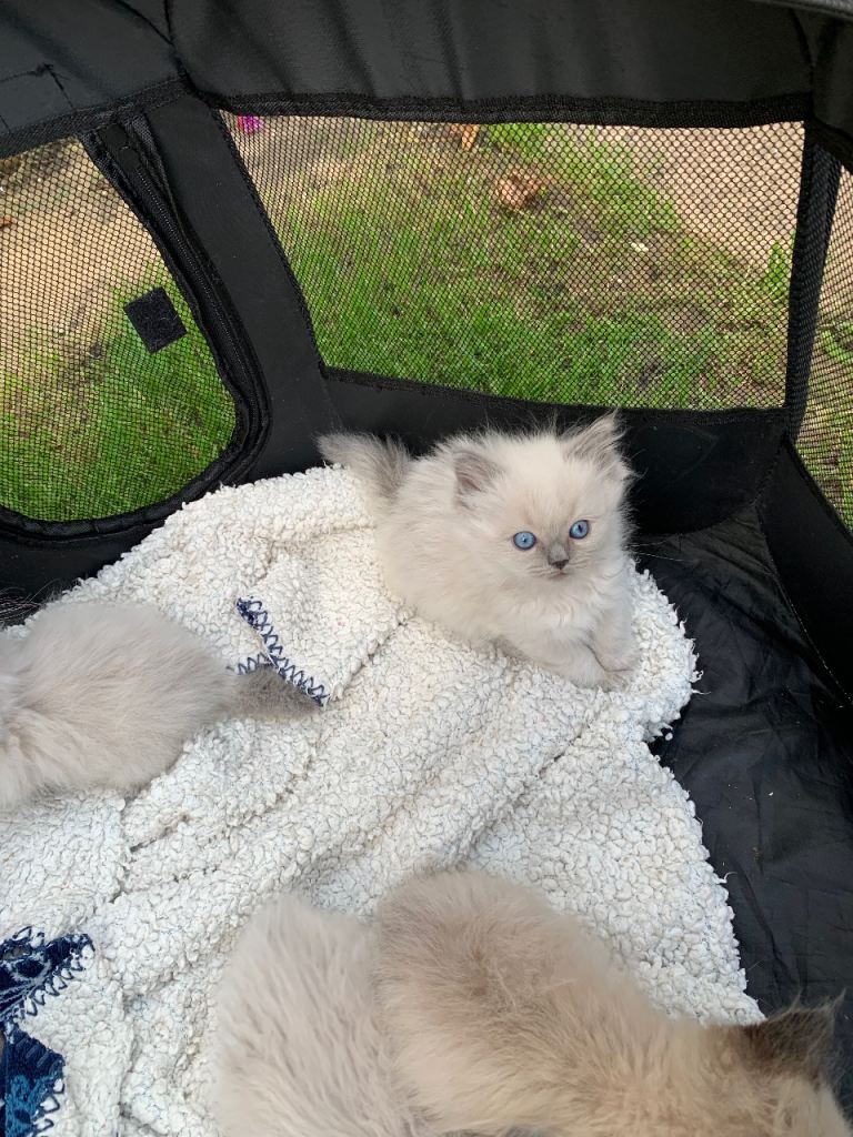 Stunning Pure Ragdoll Kittens