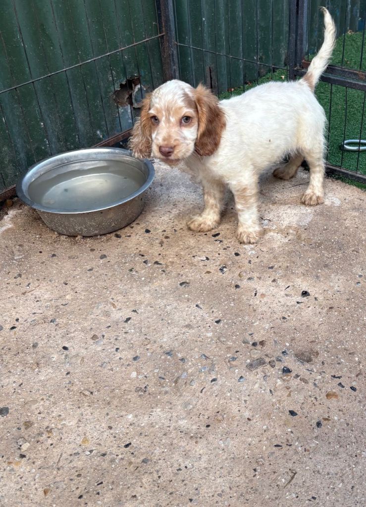 Beautiful cocker spaniel puppies 