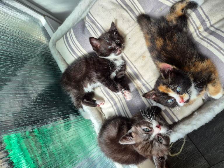 Last 2 kittens AVAILABLE 