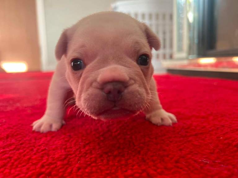 French bulldog puppy fully kc registered 