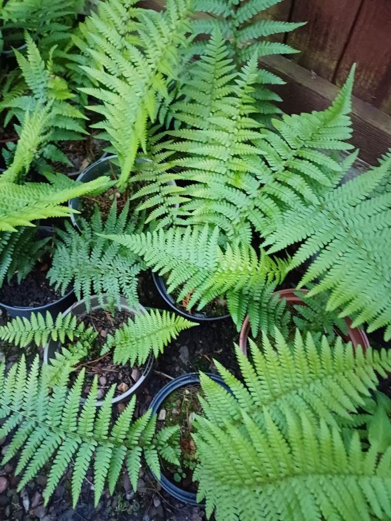 Young ferns