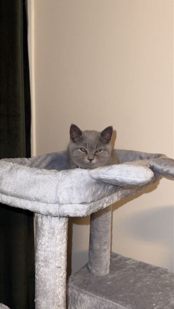 12-Week British Shorthair Kitten + Full Starter Kit / Accessories (£400)