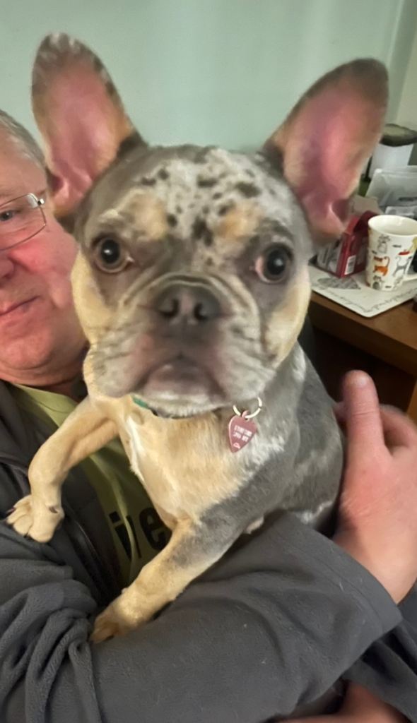 French Bulldog Blue Merle Female Ready Now 