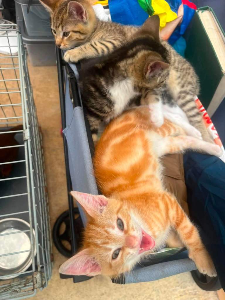 Adorable kittens