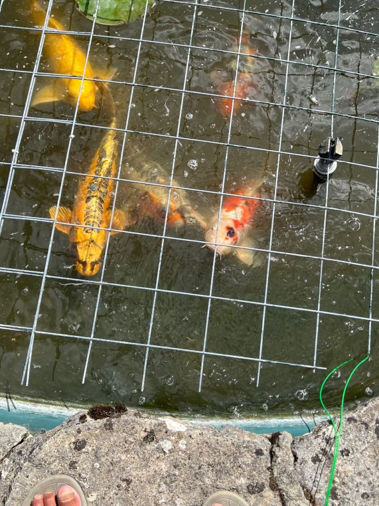 Large Koi and smaller koi and goldfish
