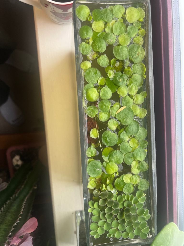 Daphnia, cyclops constant live food supply