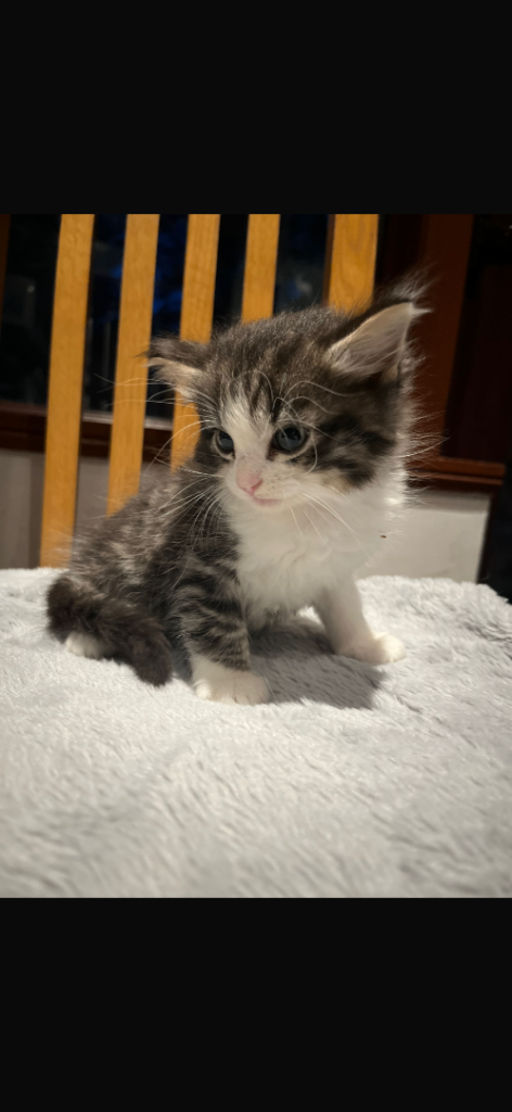Kittens ready now 