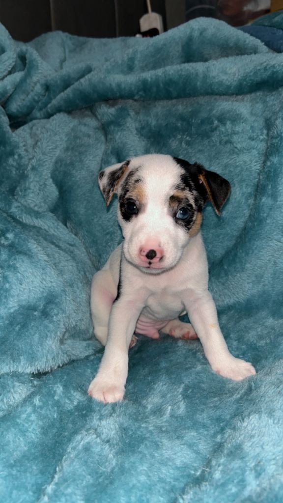 jack russell pups 