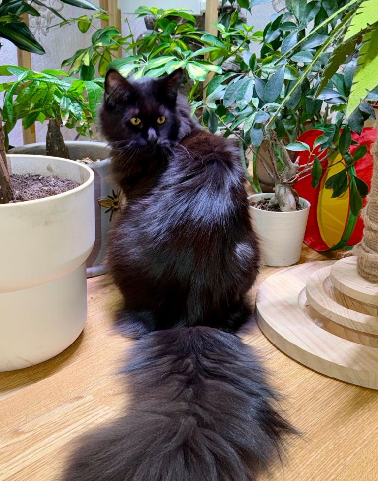 Gorgeous Black Smoke Purebred Maine Coon